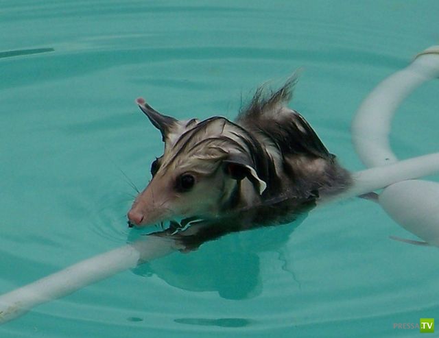 �������� ��������, ����� 1 (44 ����)