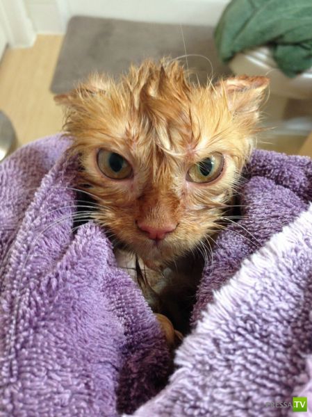 �������� ��������, ����� 1 (44 ����)