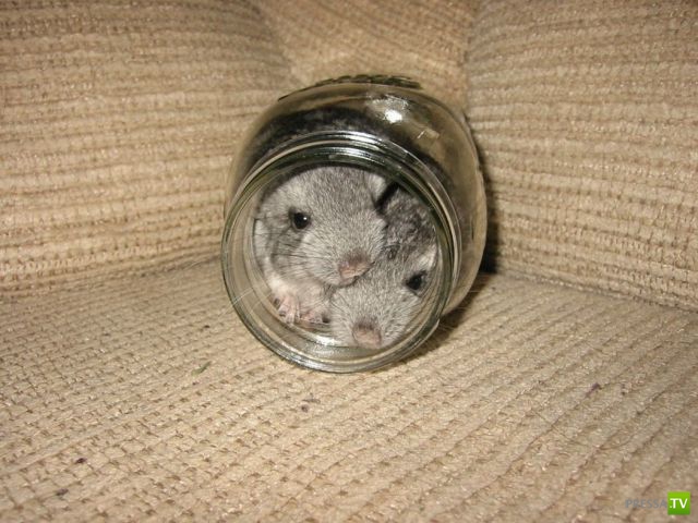 �������� ��������, ����� 1 (44 ����)