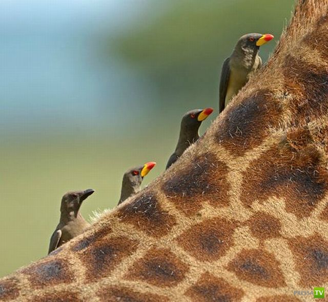 �������� ��������, ����� 1 (44 ����)