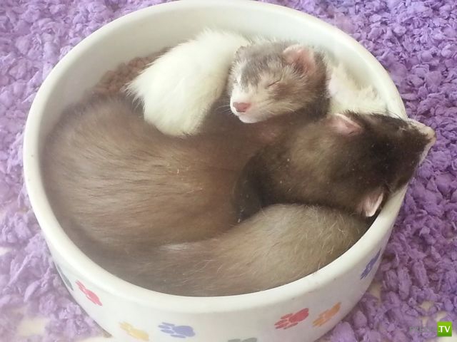 �������� ��������, ����� 2 (48 ����)