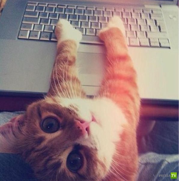 �������� ��������, ����� 2 (48 ����)