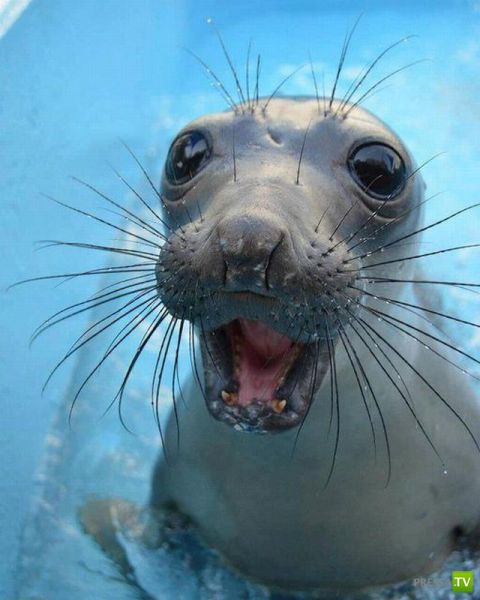 �������� ��������, ����� 2 (48 ����)