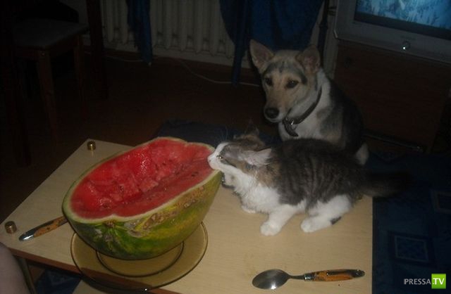 �������� ��������, ����� 2 (48 ����)