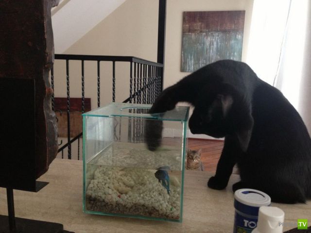 �������� ��������, ����� 2 (48 ����)