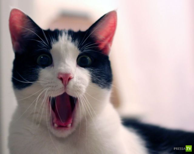 �������� ��������, ����� 2 (48 ����)