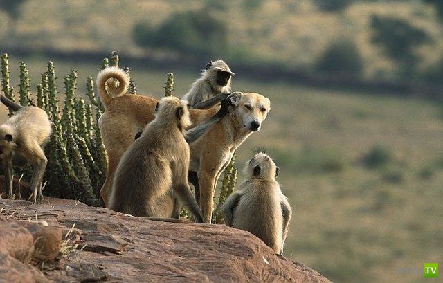 �������� ��������, ����� 2 (48 ����)