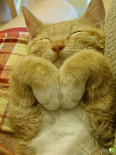 �������� ��������, ����� 2 (48 ����)