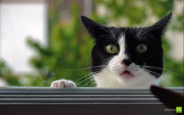 �������� ��������, ����� 2 (48 ����)