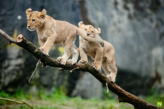 �������� ��������, ����� 2 (48 ����)