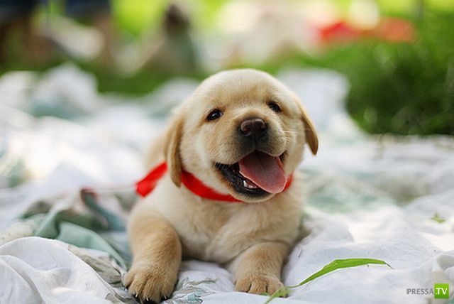 �������� ��������, ����� 2 (48 ����)