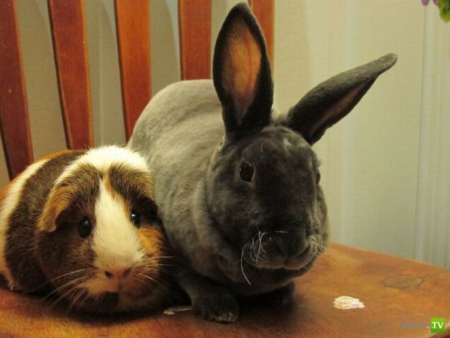 �������� ��������, ����� 2 (48 ����)