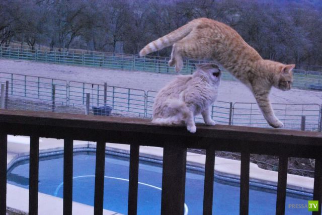 �������� ��������, ����� 2 (48 ����)