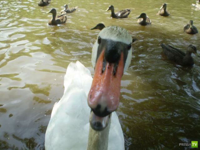 �������� ��������, ����� 2 (48 ����)