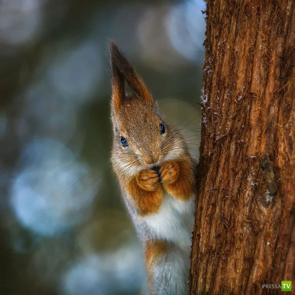 �������� ��������, ����� 2 (48 ����)