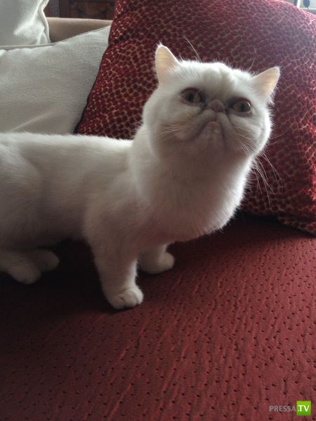 �������� ��������, ����� 2 (48 ����)