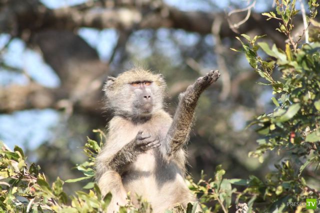 �������� ��������, ����� 2 (48 ����)