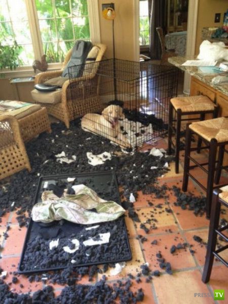 �������� ��������, ����� 4 (50 ����)