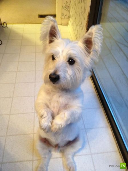 �������� ��������, ����� 4 (50 ����)