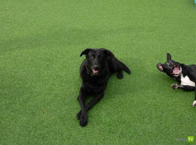 �������� ��������, ����� 4 (50 ����)