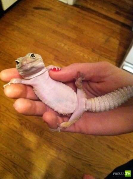 �������� ��������, ����� 4 (50 ����)