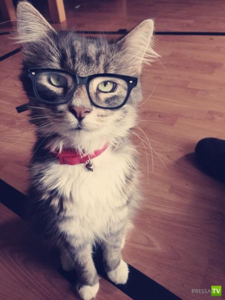 �������� ��������, ����� 4 (50 ����)