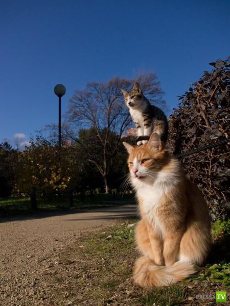 �������� ��������, ����� 4 (50 ����)