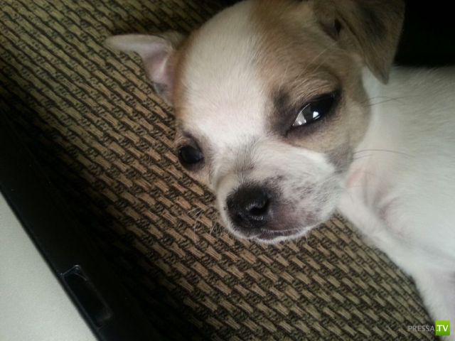 �������� ��������, ����� 4 (50 ����)