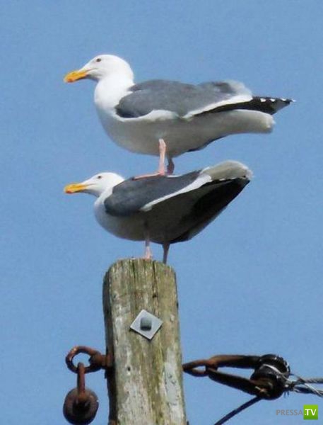 �������� ��������, ����� 4 (50 ����)