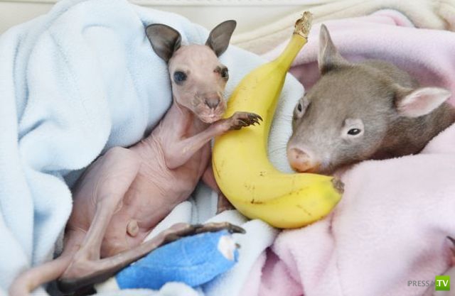 �������� ��������, ����� 4 (50 ����)