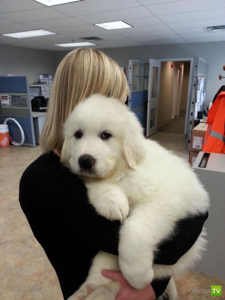 �������� ��������, ����� 4 (50 ����)