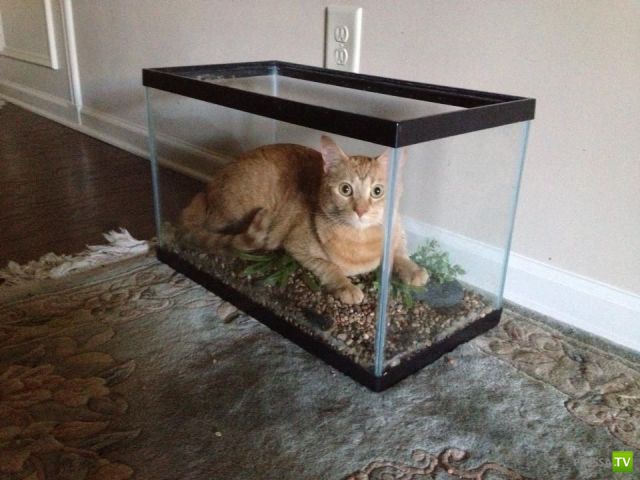 �������� ��������, ����� 4 (50 ����)