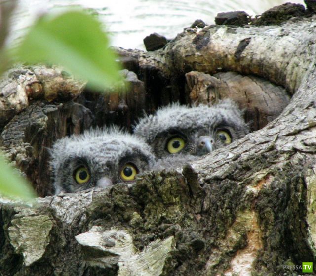 �������� ��������, ����� 4 (50 ����)