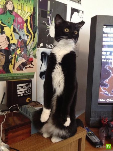 �������� ��������, ����� 4 (50 ����)