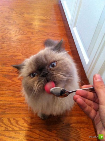 �������� ��������, ����� 4 (50 ����)