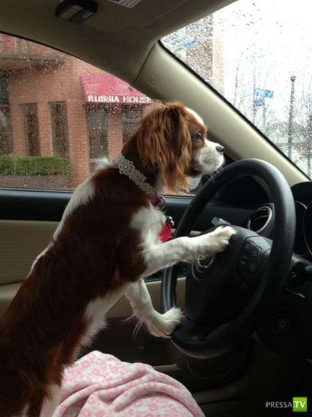 �������� ��������, ����� 4 (50 ����)