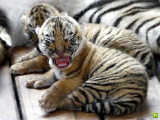 �������� ��������, ����� 4 (50 ����)