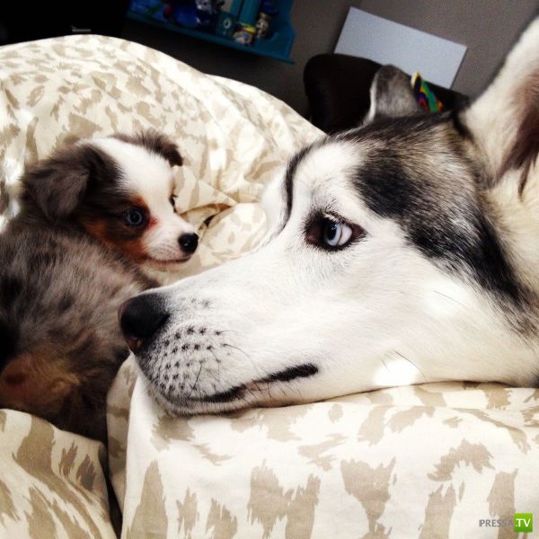 �������� ��������, ����� 4 (50 ����)