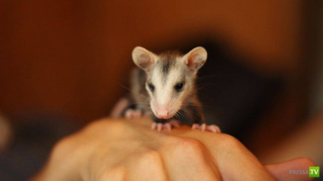 �������� ��������, ����� 4 (50 ����)