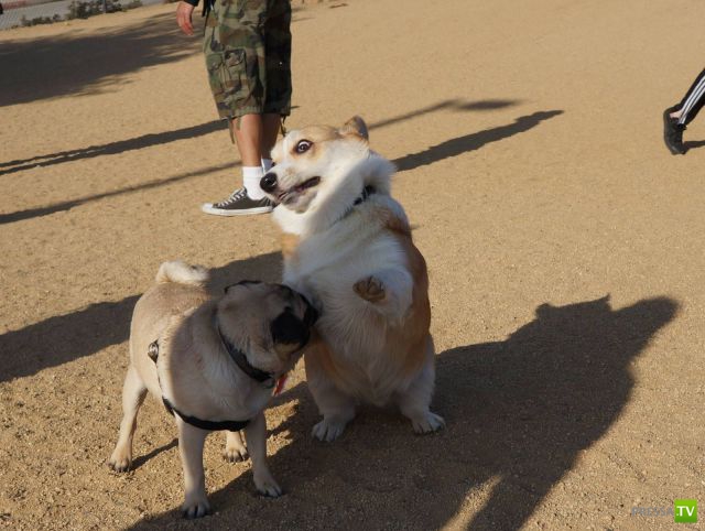 �������� ��������, ����� 4 (50 ����)