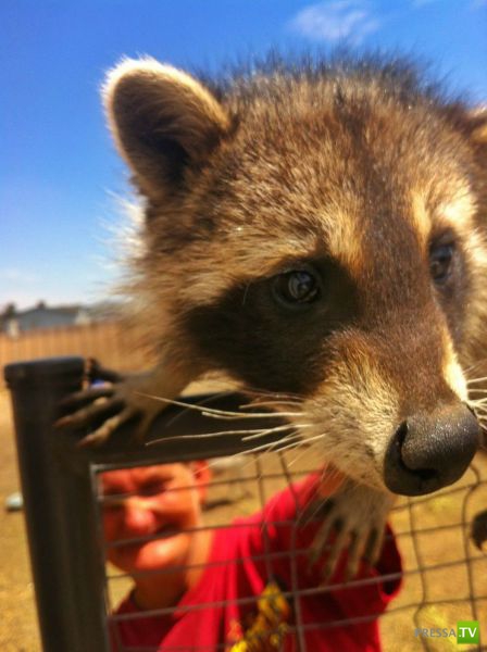 �������� ��������, ����� 4 (50 ����)