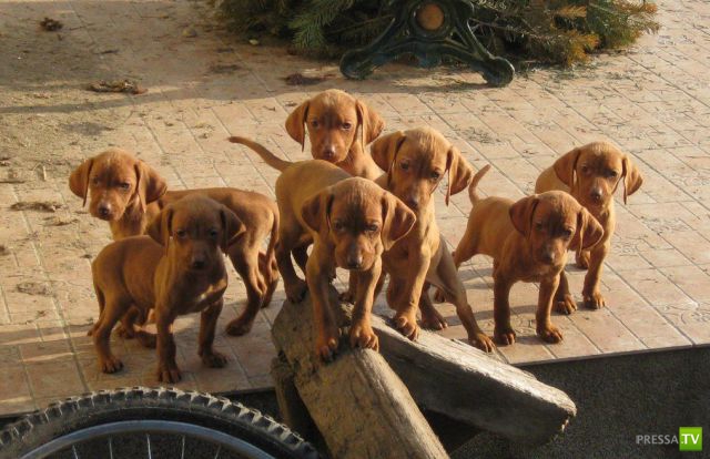 �������� ��������, ����� 4 (50 ����)