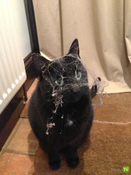 �������� ��������, ����� 4 (50 ����)