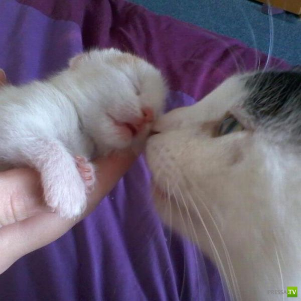 �������� ��������, ����� 4 (50 ����)