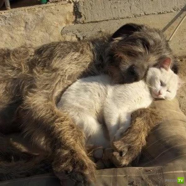 �������� ��������, ����� 4 (50 ����)