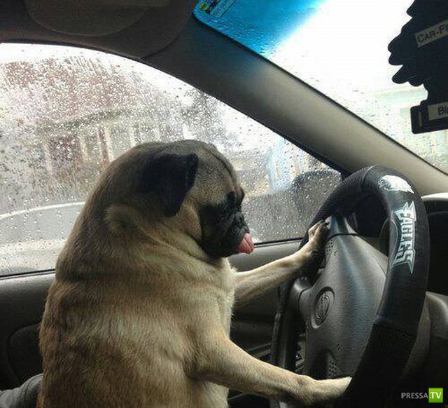 �������� ��������, ����� 4 (50 ����)