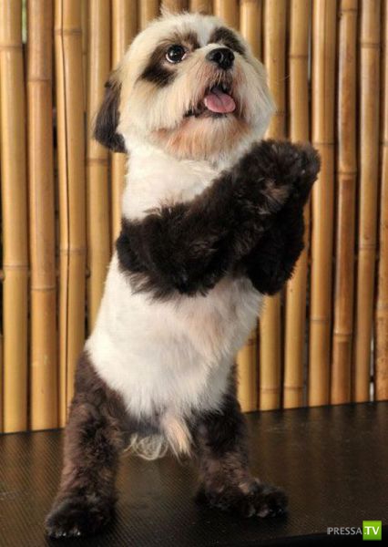 �������� ��������, ����� 4 (50 ����)