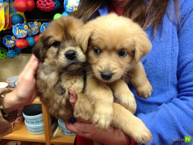 �������� ��������, ����� 4 (50 ����)