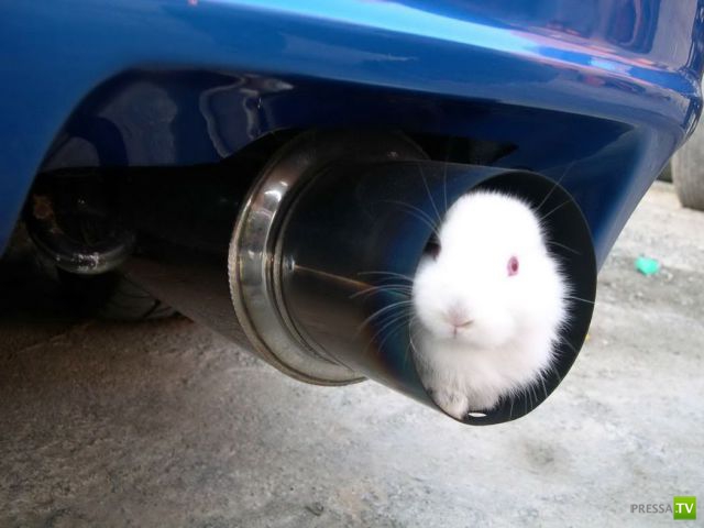 �������� ��������, ����� 4 (50 ����)