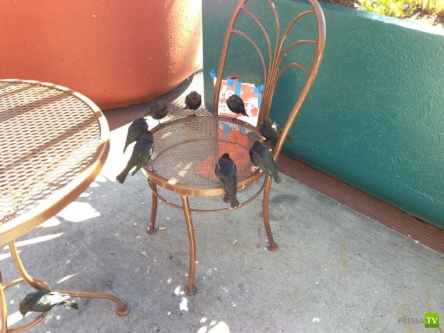 �������� ��������, ����� 4 (50 ����)